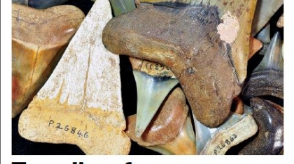 Fossils of Beaumaris Cover
